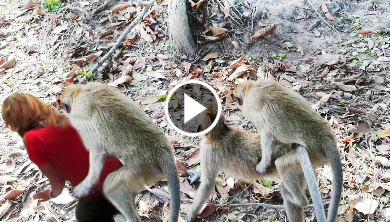 How Do Monkeys Mate Video.