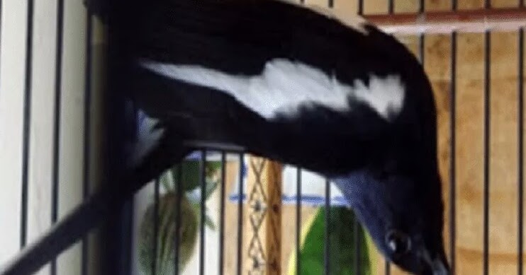 Penyebab Kacer Suka Salto Berikut Cara Mengatasinya Sukses Perawatan