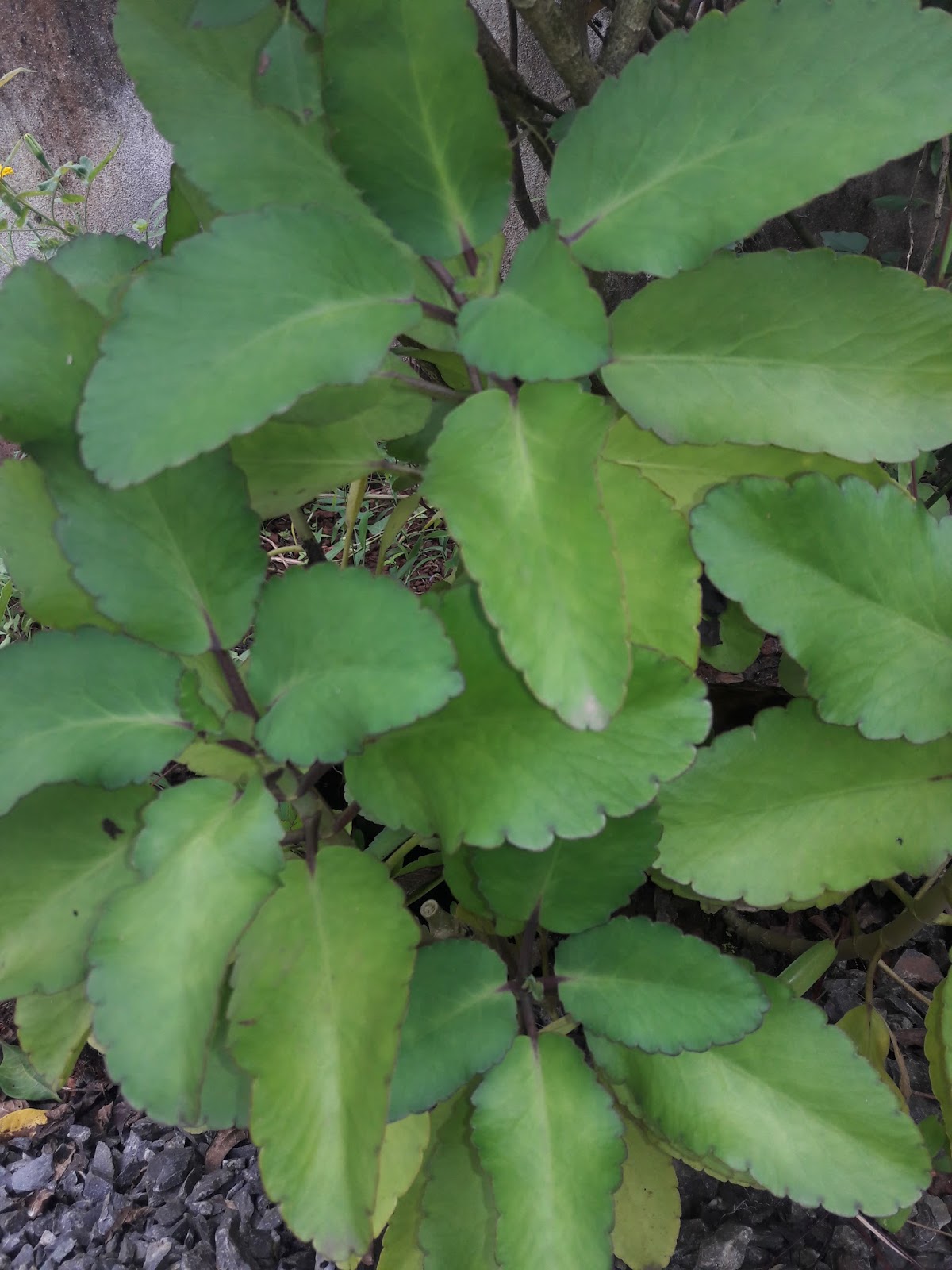 Bryophyllum pinnatum its uses and remedies