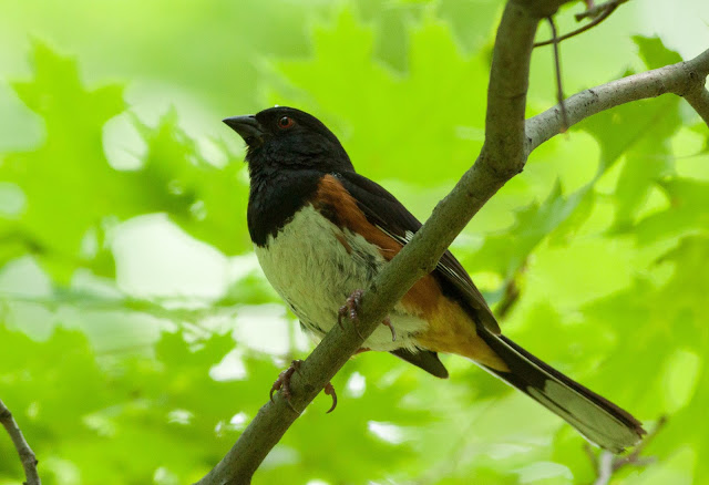 Eastern Towhee - Inwood Hill Park, New York