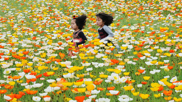 criancas-correndo-flores-japao-20120430-