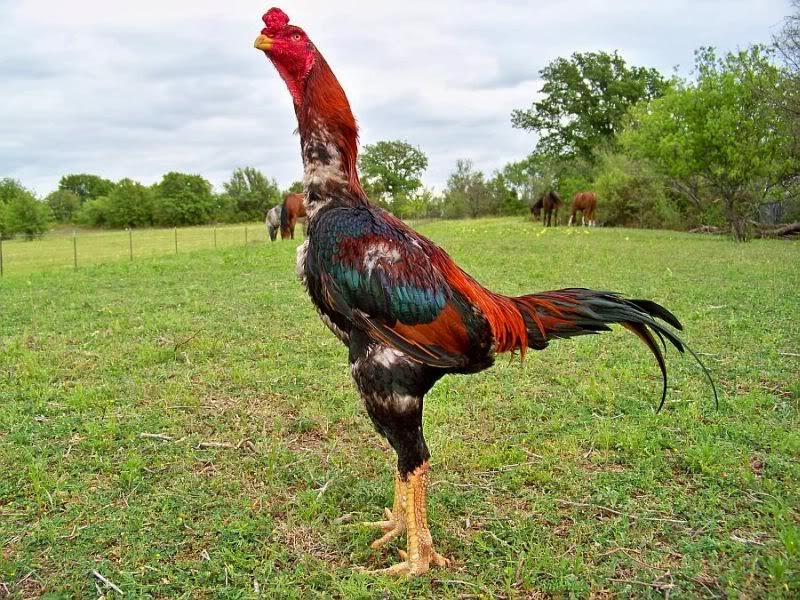 Ayam bangkok shamo jepang dikenal memiliki ciri khas keberanian dan keganas...