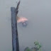 Warga Kedai Ledang Temukan Mayat Seorang Pria Tersangkut  Ditunggul Bambu Di Sungai  Silau