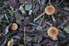 Collybia dryophila