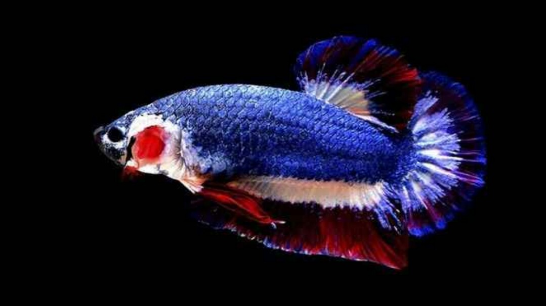 Ikan Cupang Termahal Dan Terlangka di Dunia - Cupang Sehat