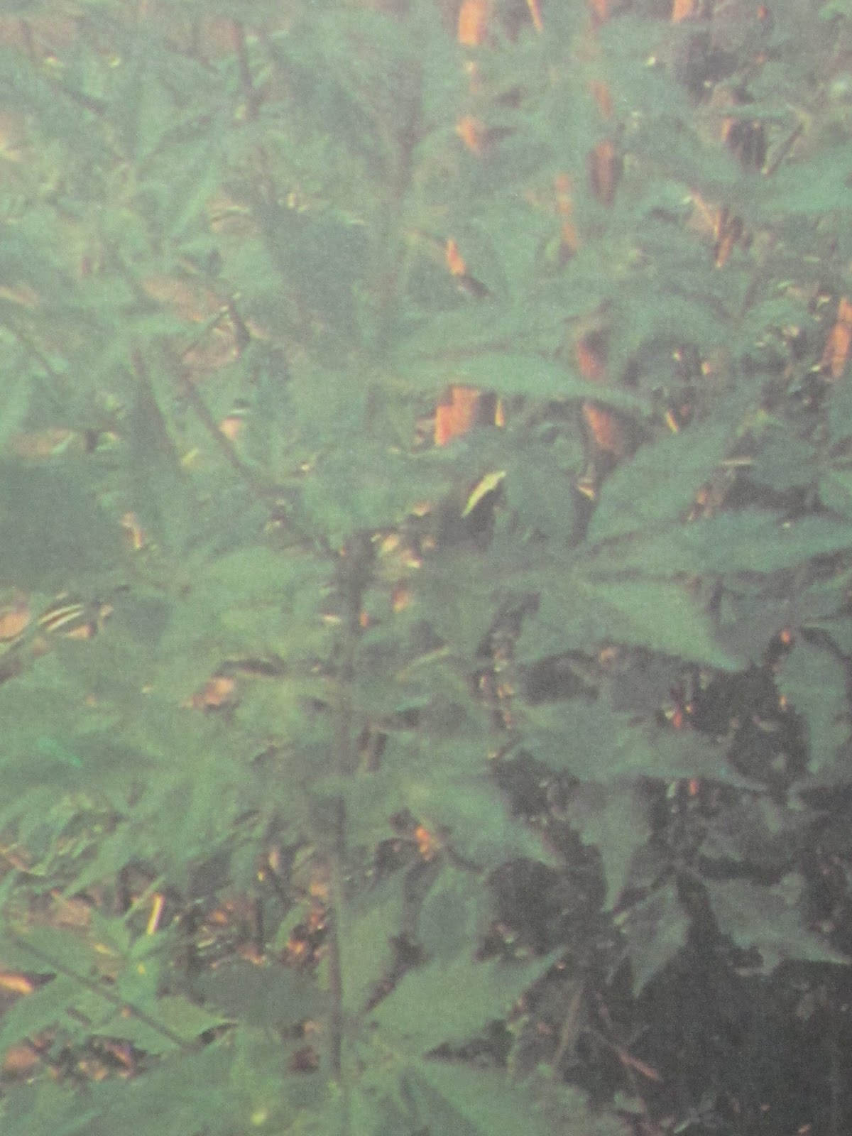 herbal leaves, herbal medicine plants and treatments: Five-leaved ...