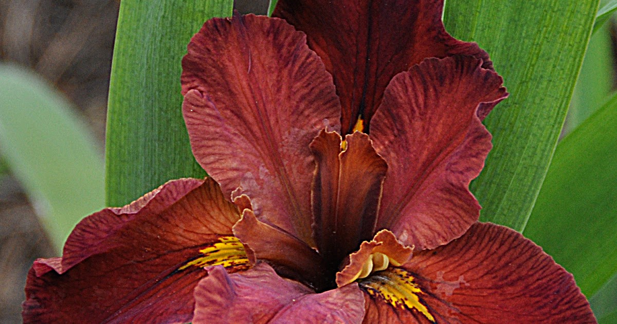 World of Irises My second bloom season