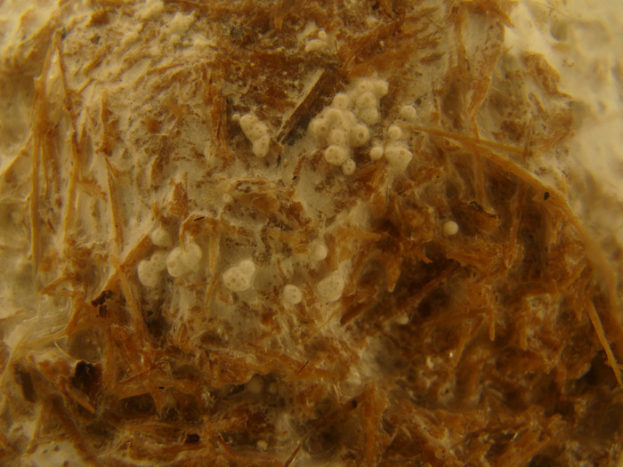 Setas y Recetas Pleurotus eryngii