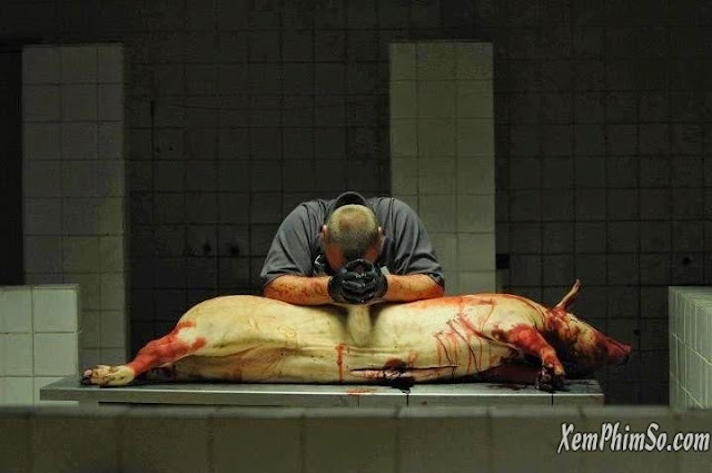 Cuộc Phiêu Lưu Bất Đắc Dĩ