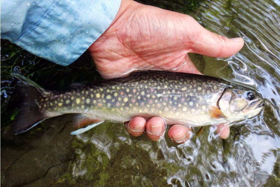 It's Tokyo Style Brookie in Japan!