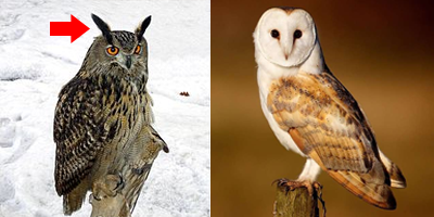 La Huella Curiosa Lechuzas Y Buhos Parecidos Pero No Iguales