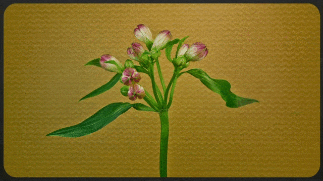 [Image: hoa-no-dep-ngan-ngo-3.gif]