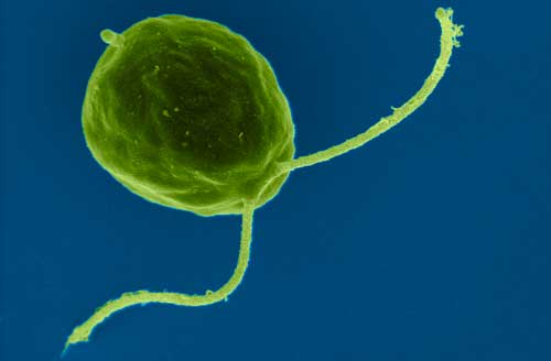 alga/ganggan (protista mirip tumbuhan) dari filum Chlorophyta (Alga Hijau) yaitu chlamydomonas