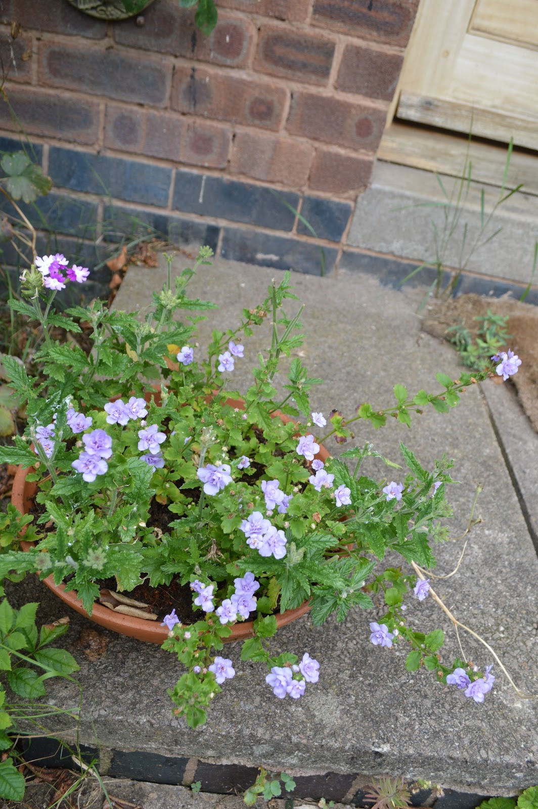 Plant Of The Year Chelsea 2014 Miss Saori Hydrangea