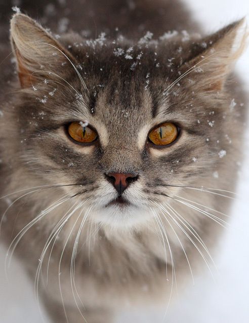 Beautiful winter scene with cat in snow