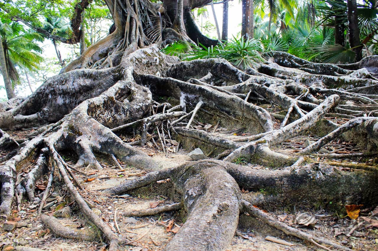 Huge roots of the tree