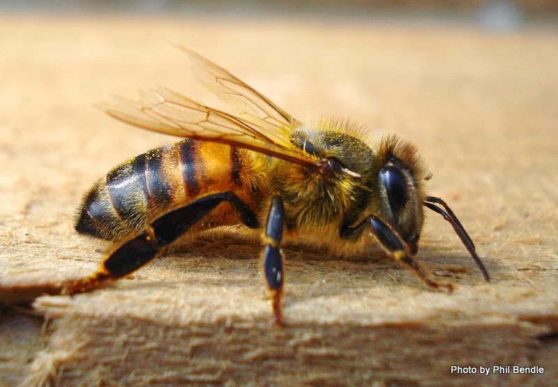honey bee and wasp Honey Bee (Apis mellifera)