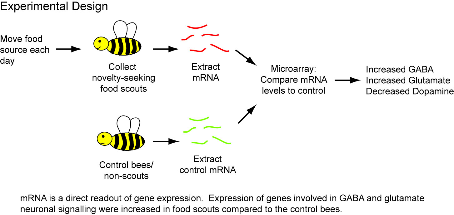 cellways The buzz about noveltyseeking