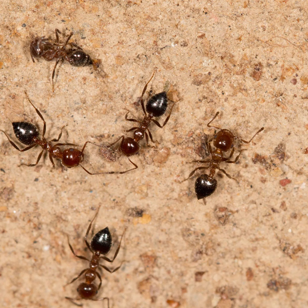 Pest control Mumbai, Navi Mumbai, Thane National Pest Control Service