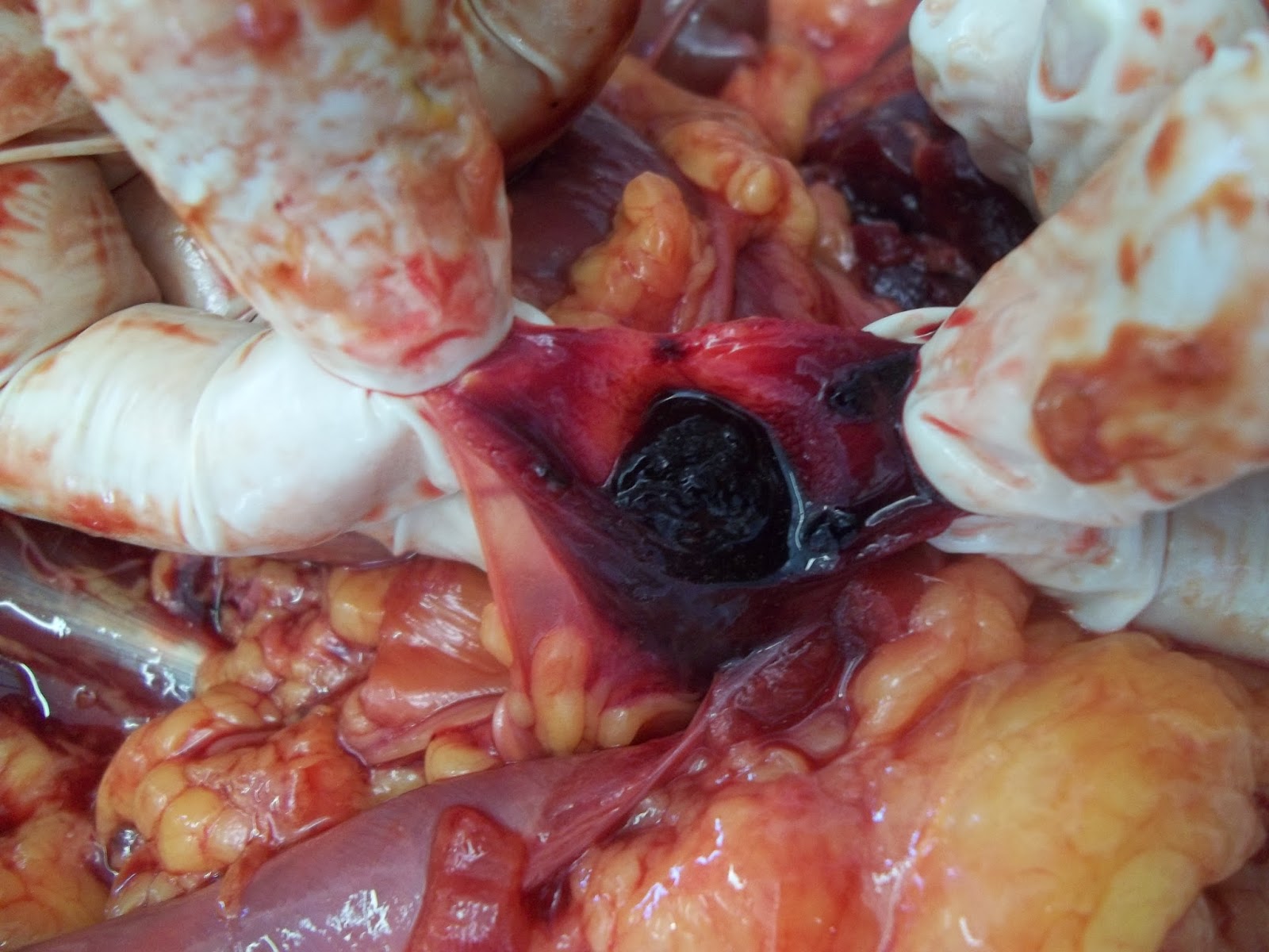 Patologia Veterinária: Novembro 2013