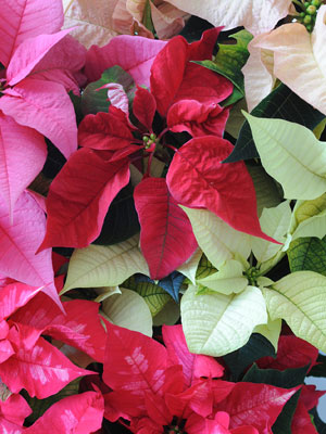 A Lenda da Estrela (Flor) de Natal