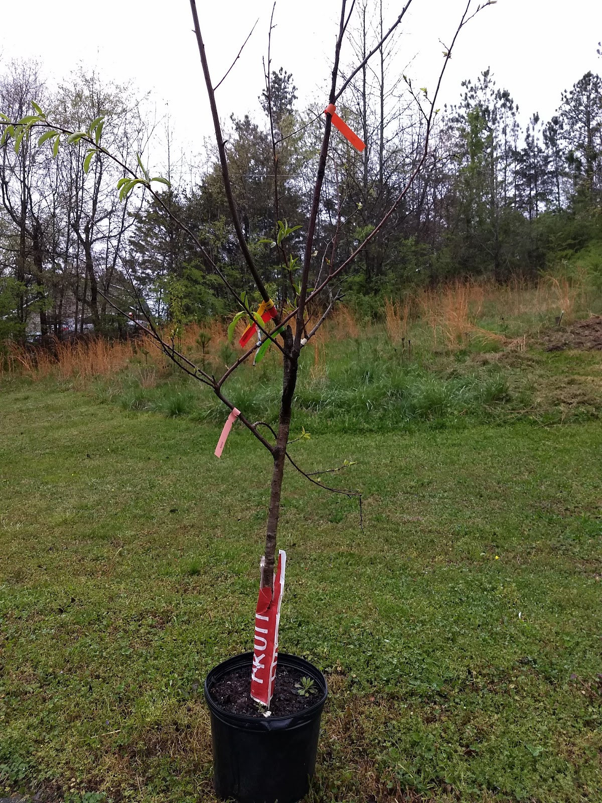 The Fruit Cocktail Tree Uncharted Heritage