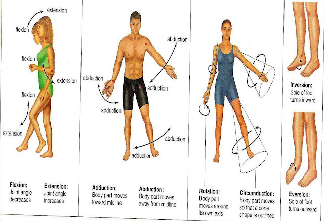 Types Of Movements Anatomy Biology Diagrams