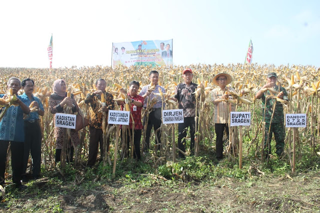 Panen jagung di Kec. Jenar Dihadiri Dirjen Tanaman Pangan Kementrian Pertanian