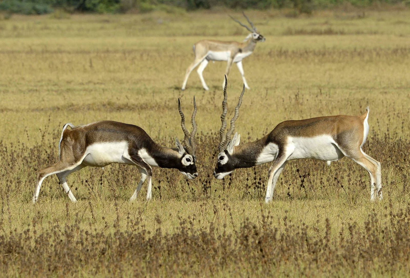 Animal coupling. Винторогая антилопа гарна. Антилопы Индии. Винторогий Сайгак. Антилопа с длинной шеей.