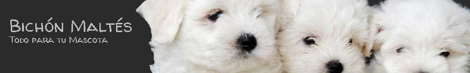 Bichon Maltes | Cuidados, Precio y Productos