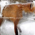 Foto de Raposa congelada em bloco de gelo perfeitamente conservada impressiona a internet!
