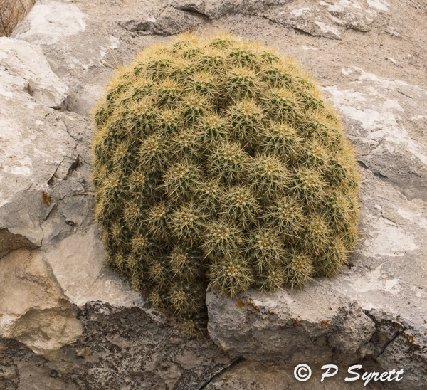 Pol's Nature Photography North American Cacti examples of smaller forms