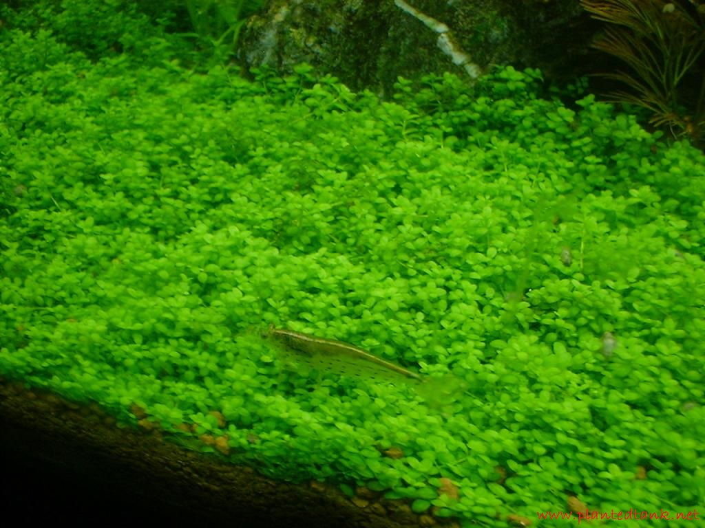 Hemianthus Callitrichoides - Tanaman - Tanaman Aquascape Untuk Pemula Yang Mudah Sekali Perawatanya