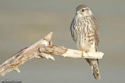 Esmerla (Falco columbarius)