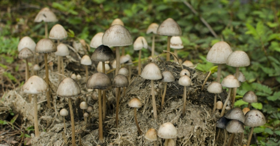 Tafsir Mimpi Tentang Jamur Terlenkap Dan Terakurat Menurut Primbon Java,  Pandangan Muslim, Dan Angka Main Togel