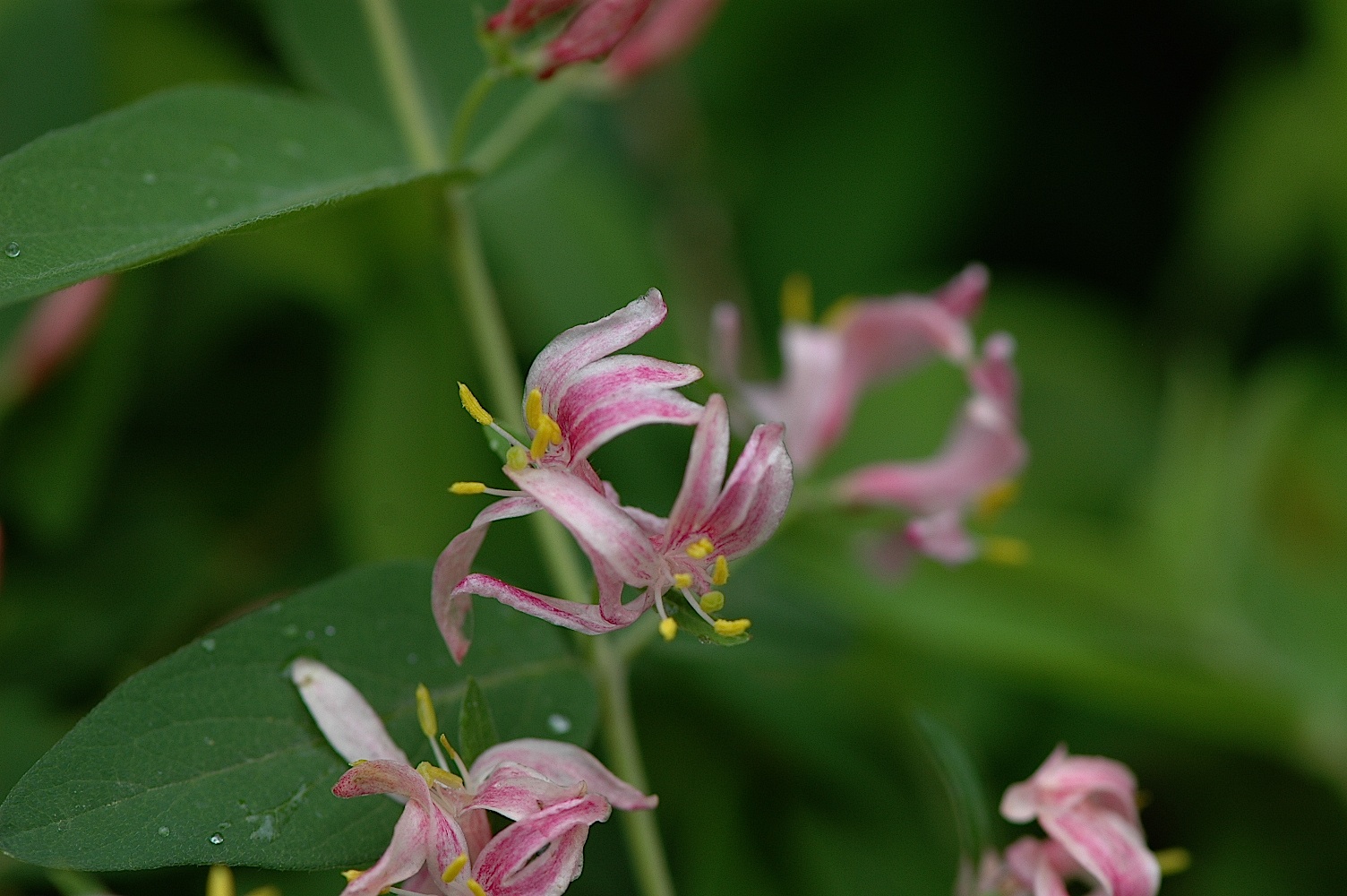 Field Biology in Southeastern Ohio Bush Honeysuckles