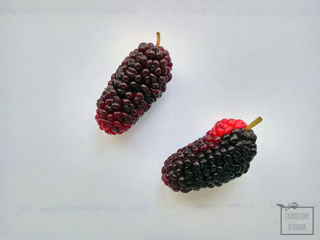 Owoce morwy białej - porównanie owoców w Polsce i w Chinach, czy jest różnica? Jak wygląda chińska morwa, Białe owoce morwy i czarne owoce morwy jak rozróżnić morwę białą od czarnej?