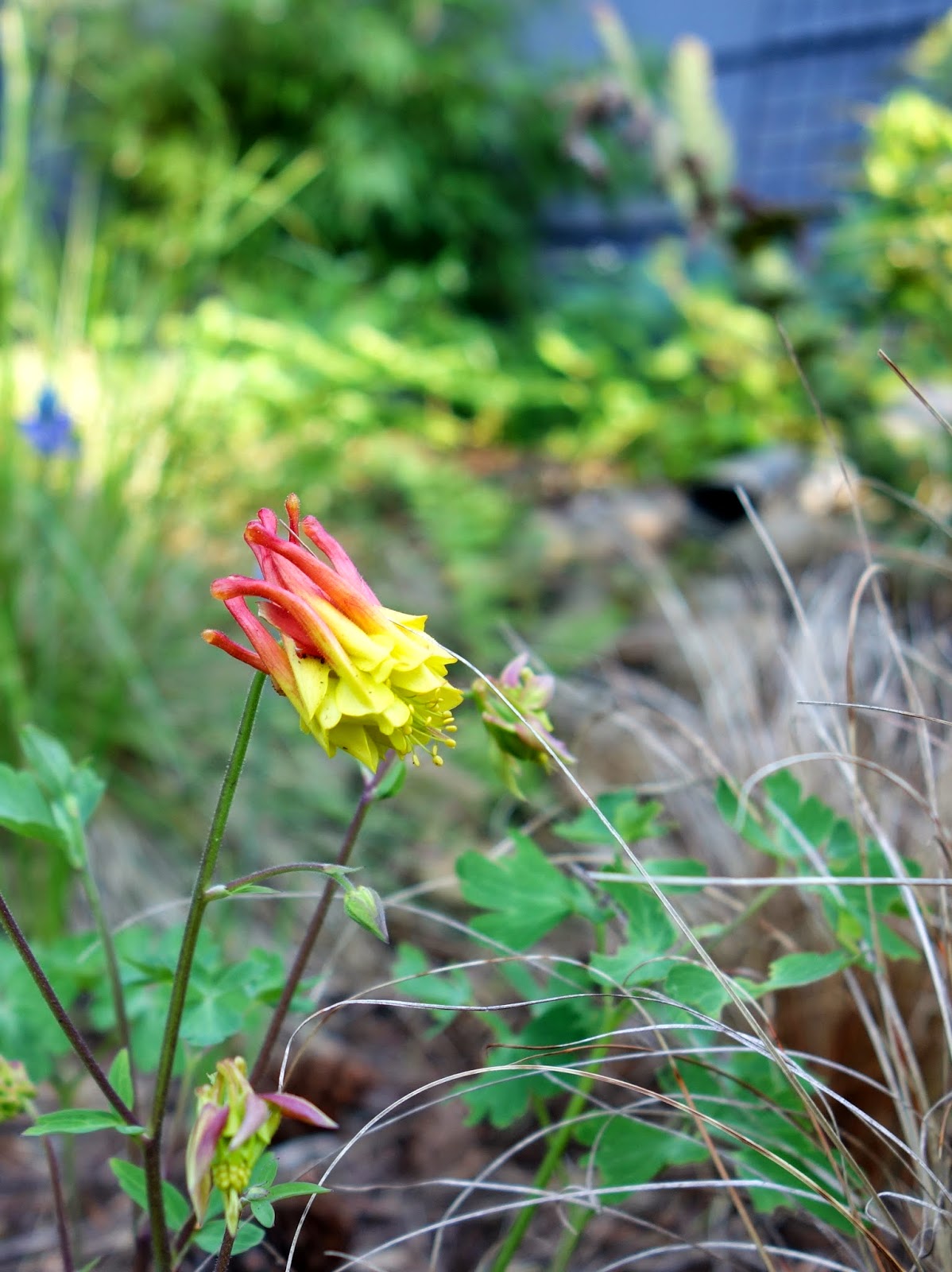 Just a girl with a hammer: Garden bloggers' bloom day, May 2014