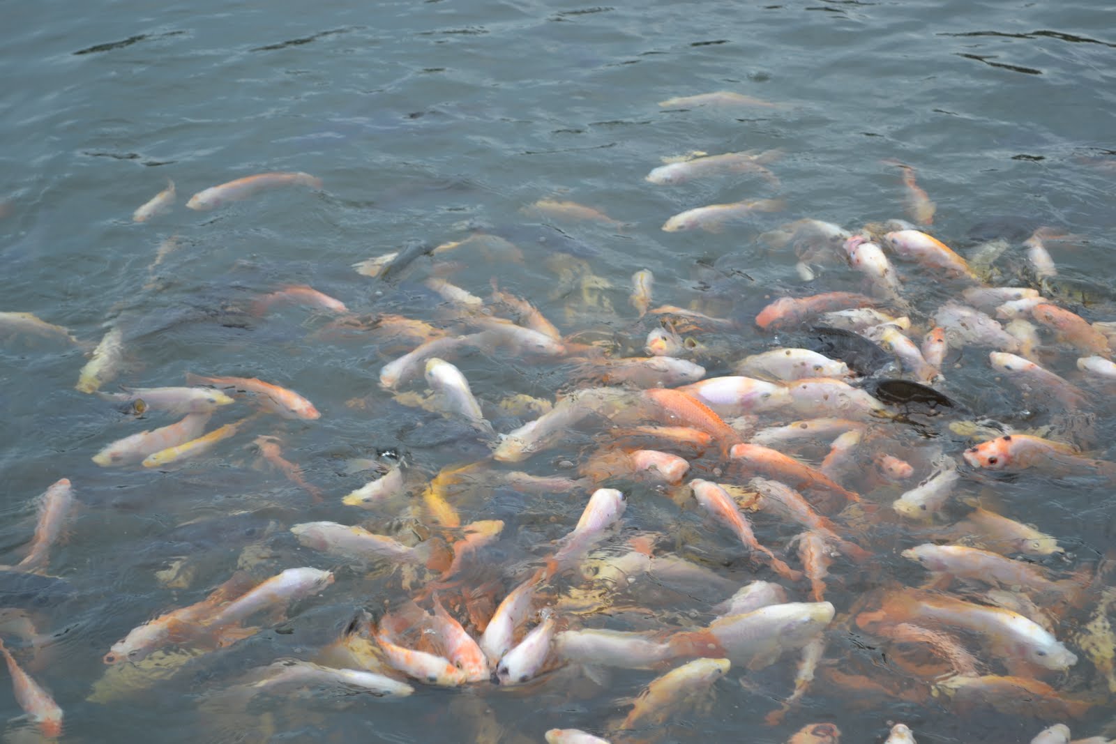 VIETNAM FISH FARM Red Tilapia