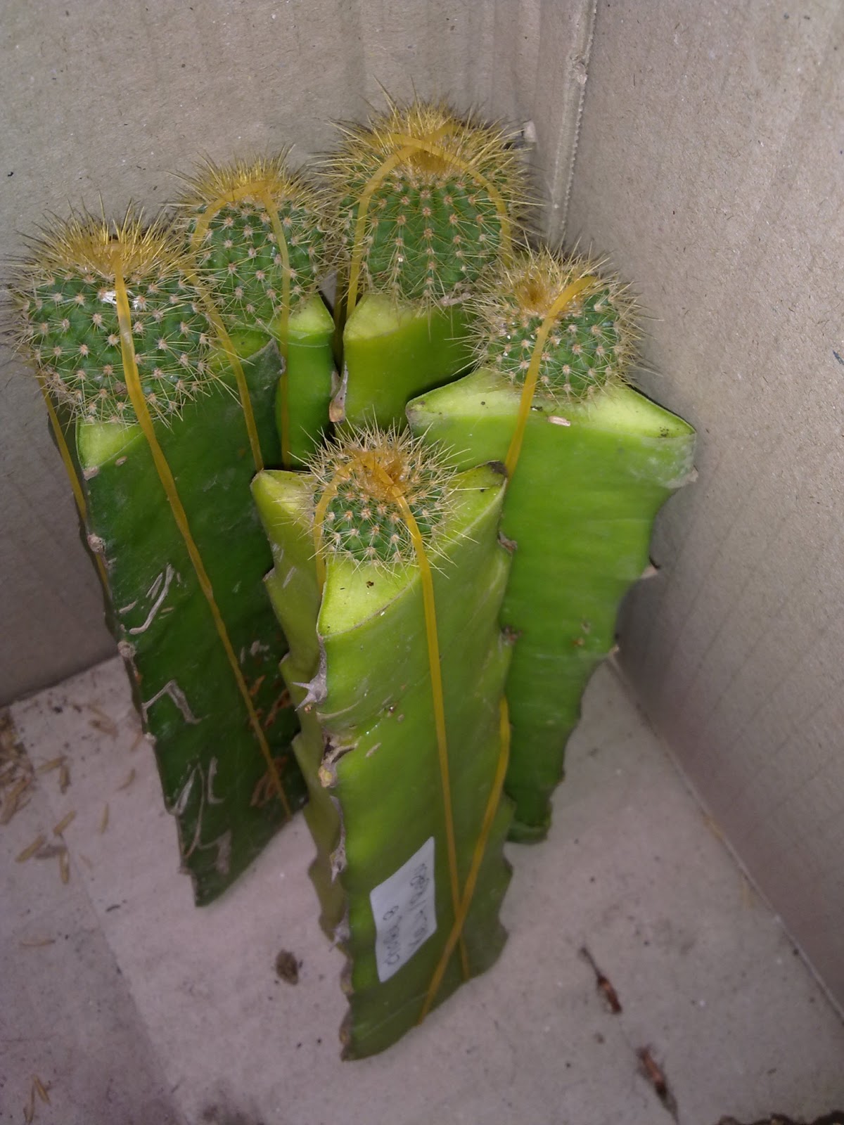 PIKAT 75 Budidaya Kaktus 