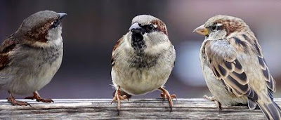 https://pixabay.com/photos/sparrows-sparrows-family-birds-2759978/