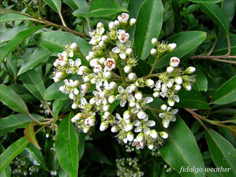 Life Between The Flowers Evergreen Photinia Red Robin For