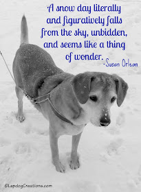 senior hound dog playing in the snow Susan Orlean quote