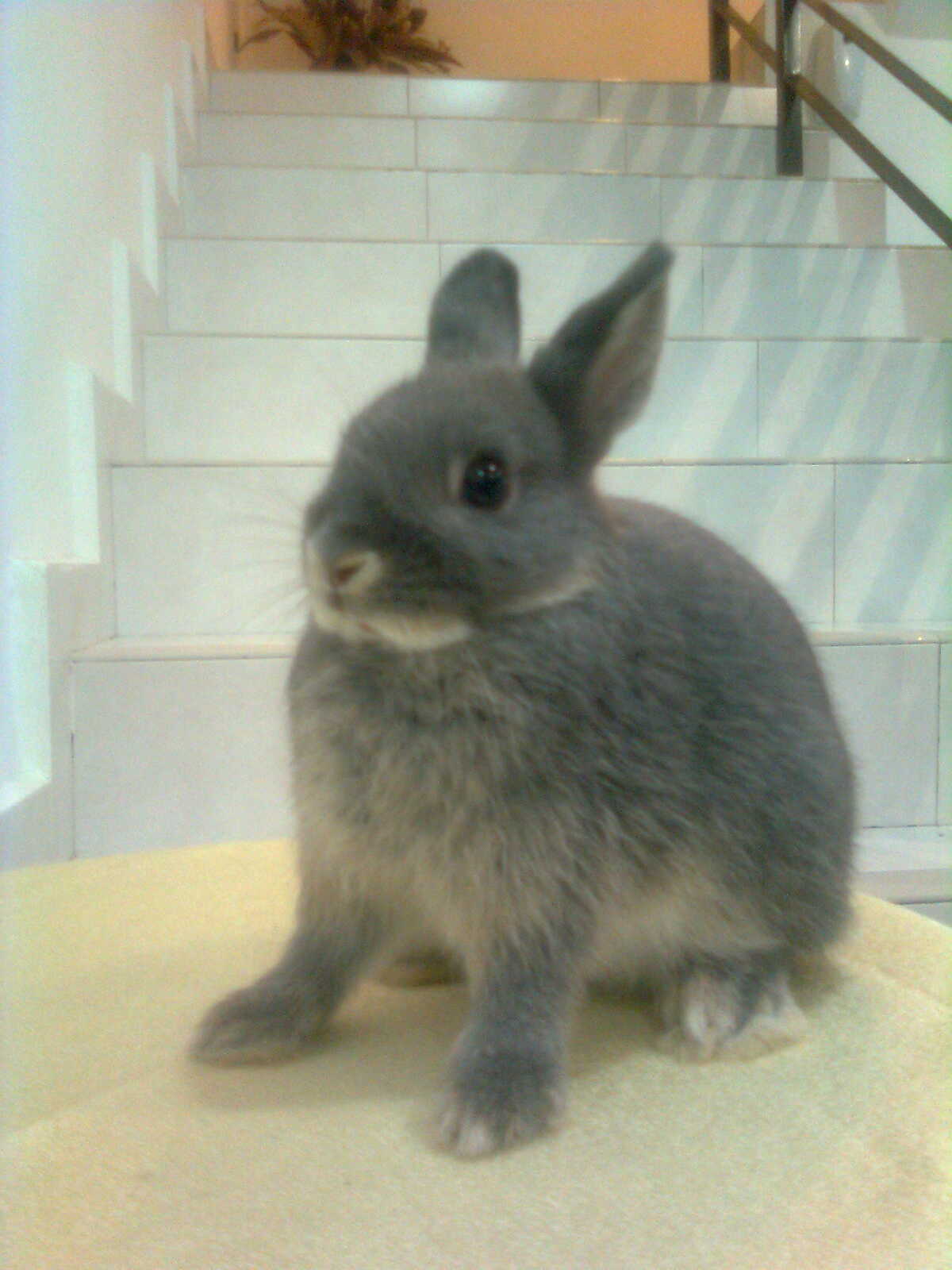 RS Collection dwarf rabbit information