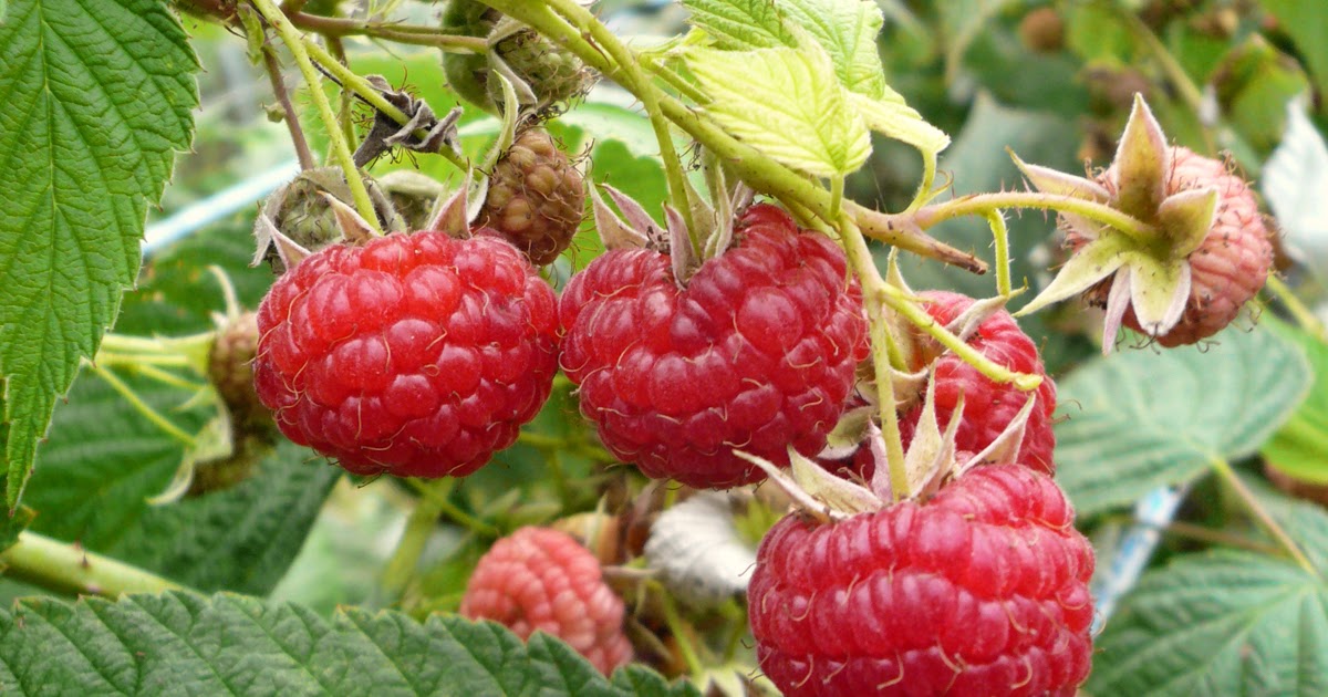 малина сорта для средней полосы. малина сорта для средней полосы. малина сорт глен файн. малина сорта для средней полосы. малина августовское чудо.