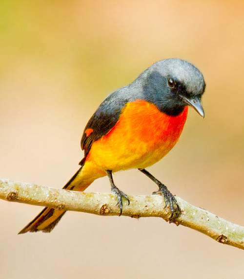 small minivet sparrow bird wikinwow