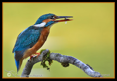 http://1000-pattes.blogspot.fr/2015/07/martin-pecheur-et-larve-de-libellule.html
