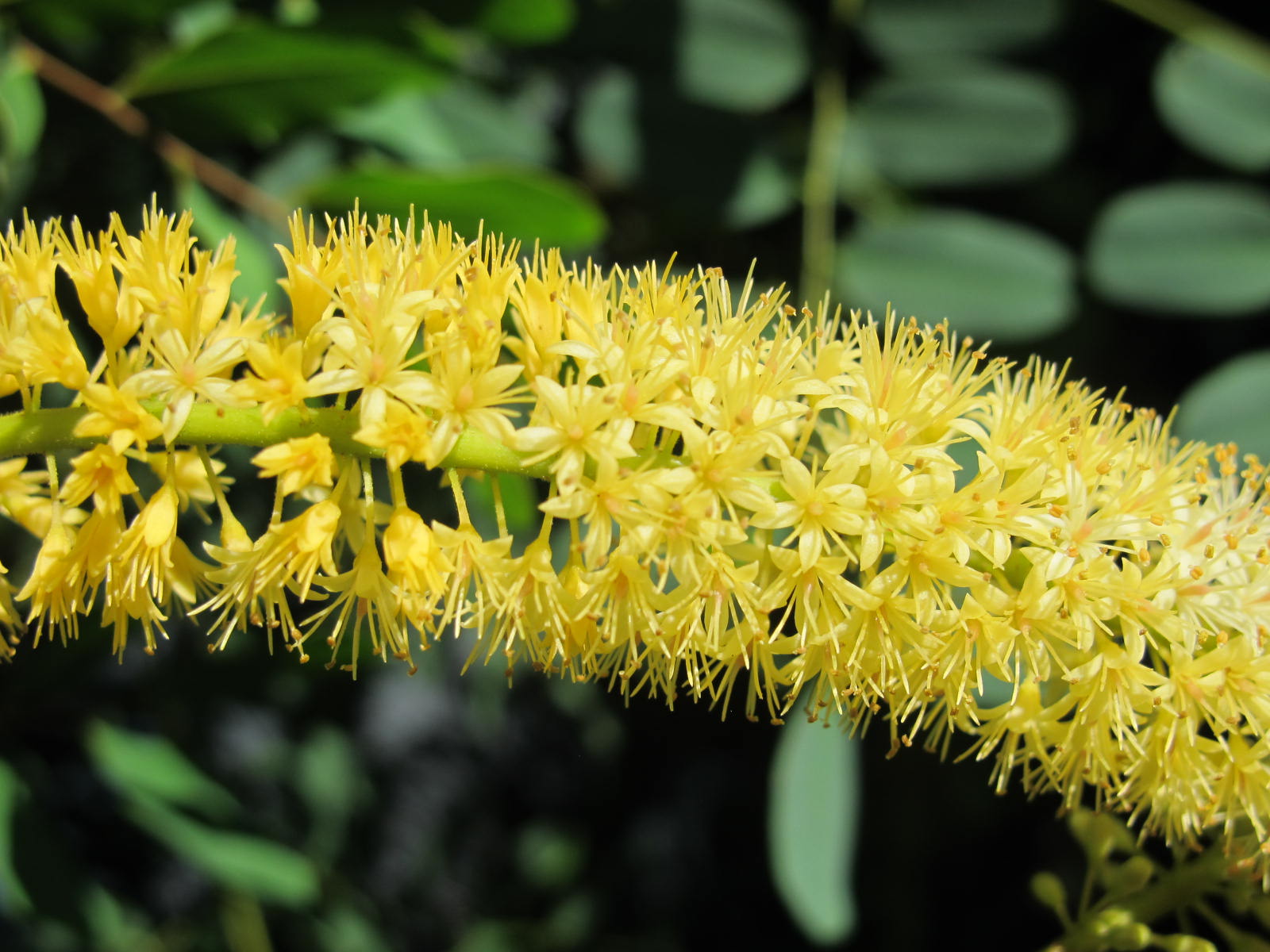 Adenanthera Pavonina L O Leguminosae Mimosoideae O árbol De Sándalo Rojo O árbol De Coralwood O Arbol De Sandalo O Arbol De Cuentas Y Fondo Del Cielo