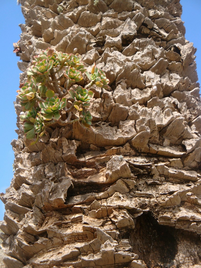 Lanzarote on Foot: Lanzarote Trees