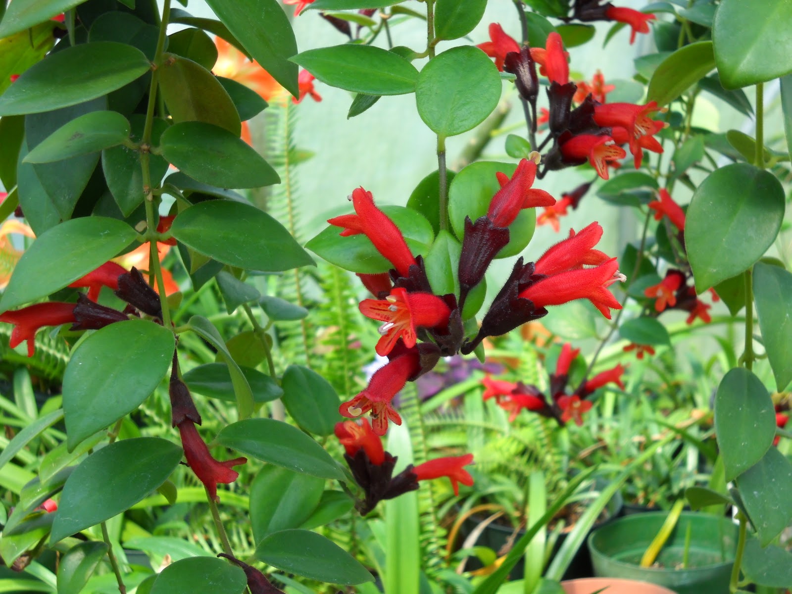 Gold Hill Plant Farm February 2013